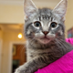 Image for article titled Why Is the Canadian Prime Minister Posting Cat Pictures On Google+?